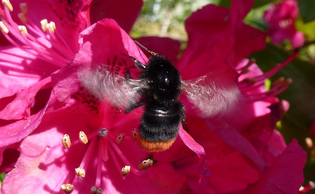 Bumble-bee and rhododendron