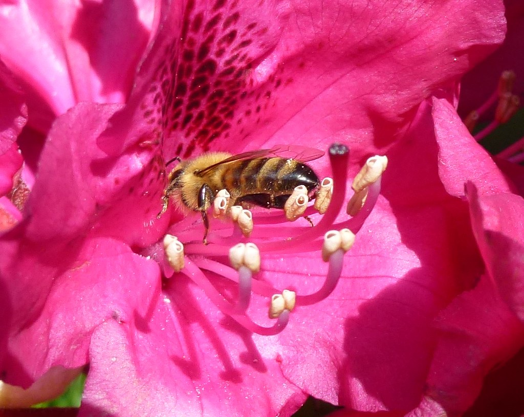 Bee visiting Rhododendron