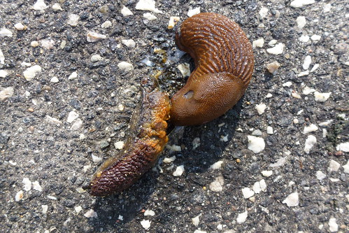 Snail eating snail