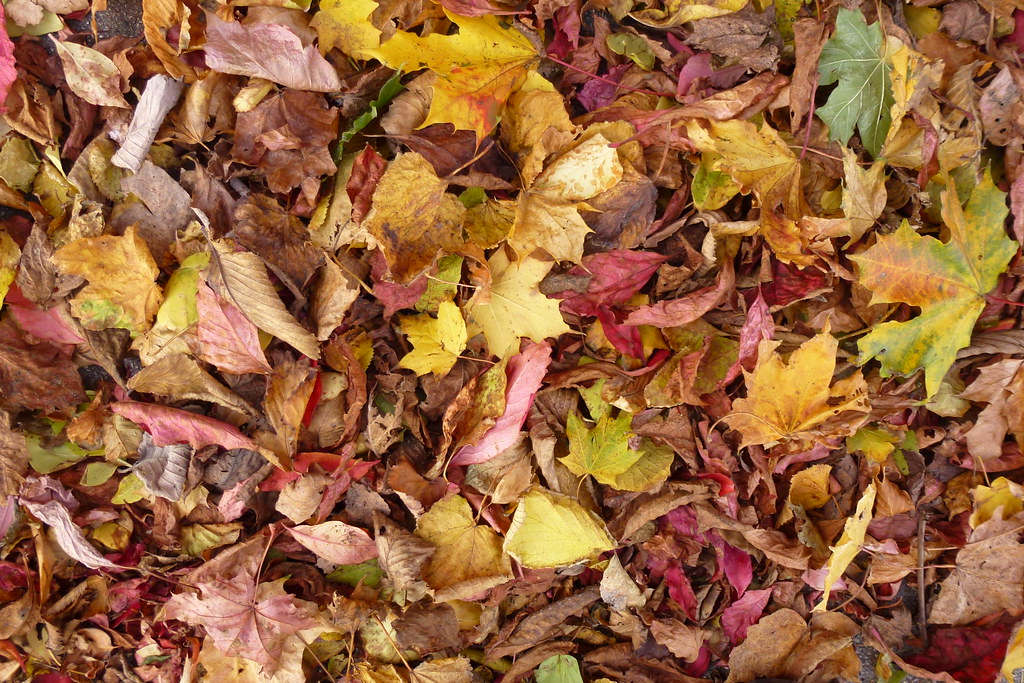 Autumn leaves P1030860