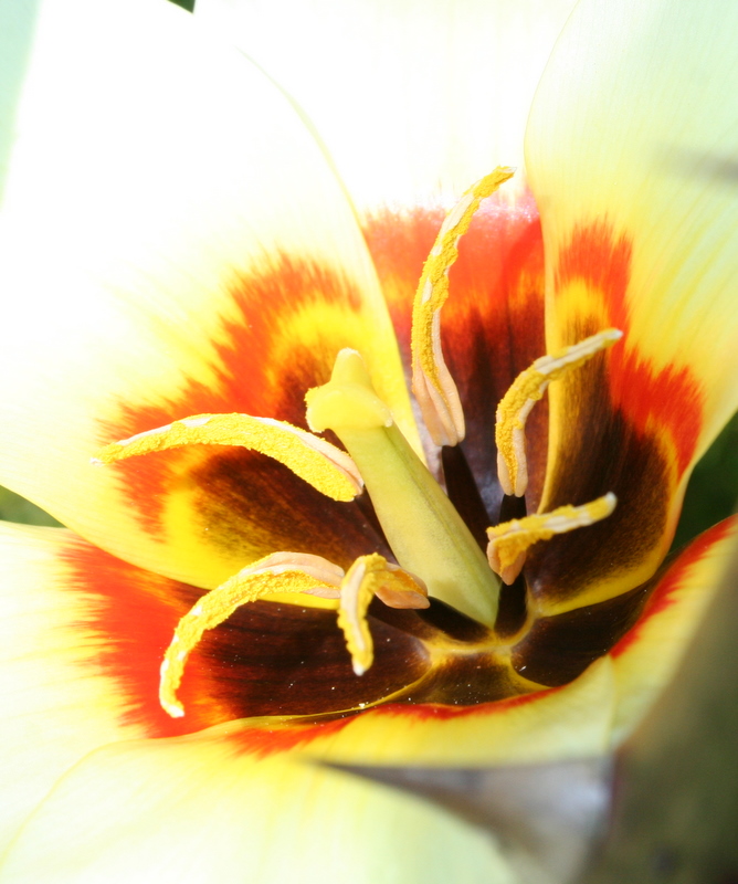 Tulipan i april